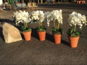 Four large artificial phalenopsis orchid plants, in 12.25in terracotta plant pots; and an artificial