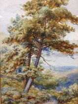 An Edwardian watercolour, pine trees by a a hillside path, unsigned, mounted & framed. (6.25in x 9.