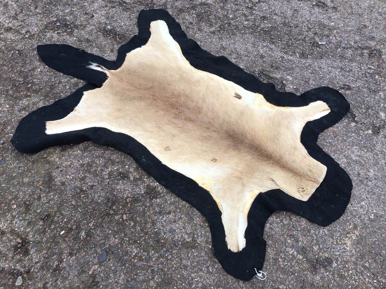 An animal skin rug on black baize ground. (31in x 47.5in)