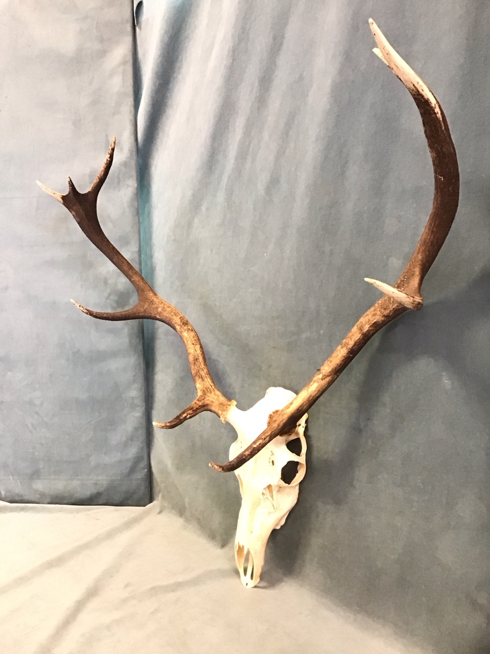 A set of 9-point stag antlers with sliced skull. (32in x 34in) - Image 2 of 3