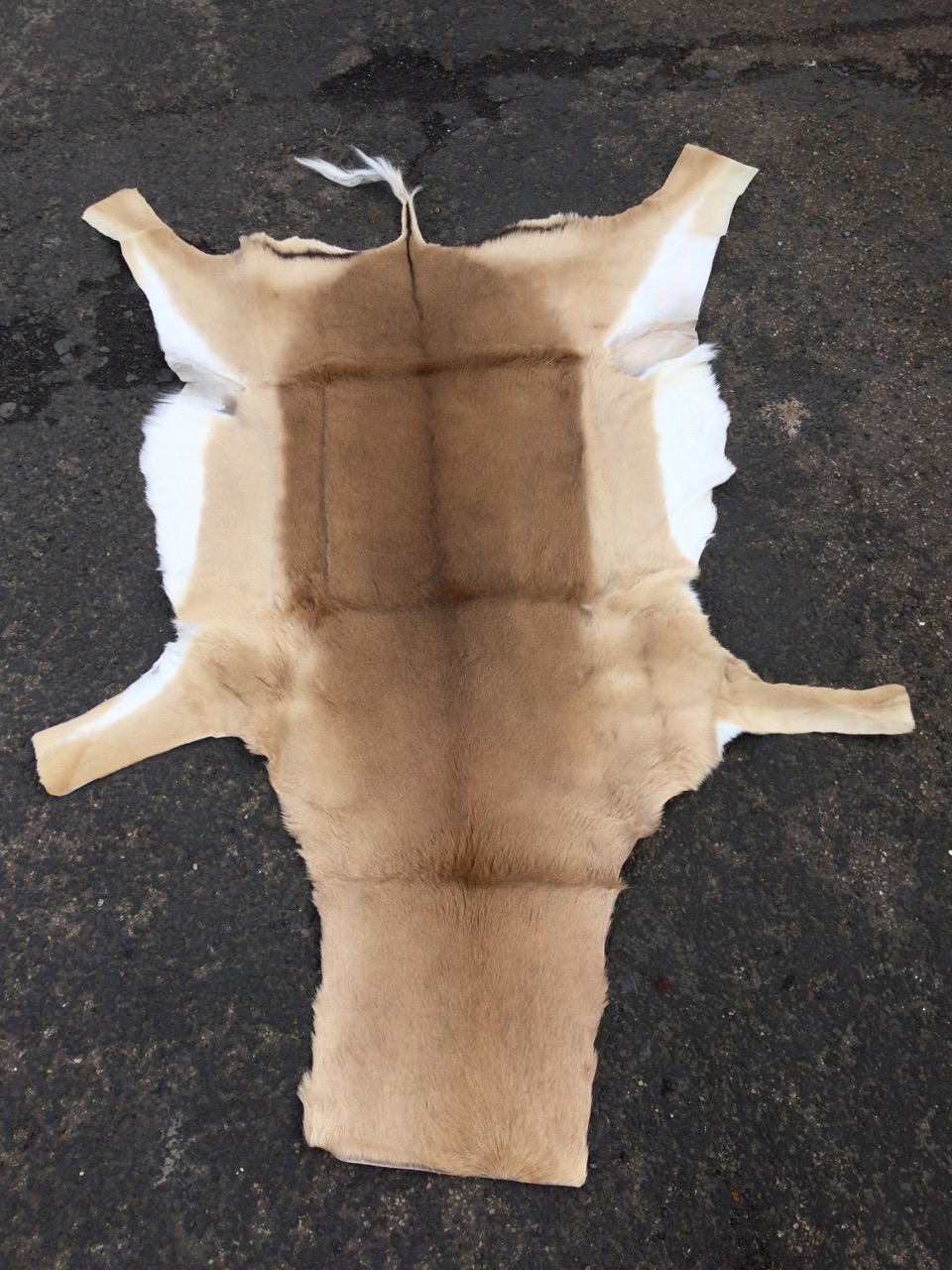 An impala skin rug with long tail. (40in x 63in) - Image 2 of 3