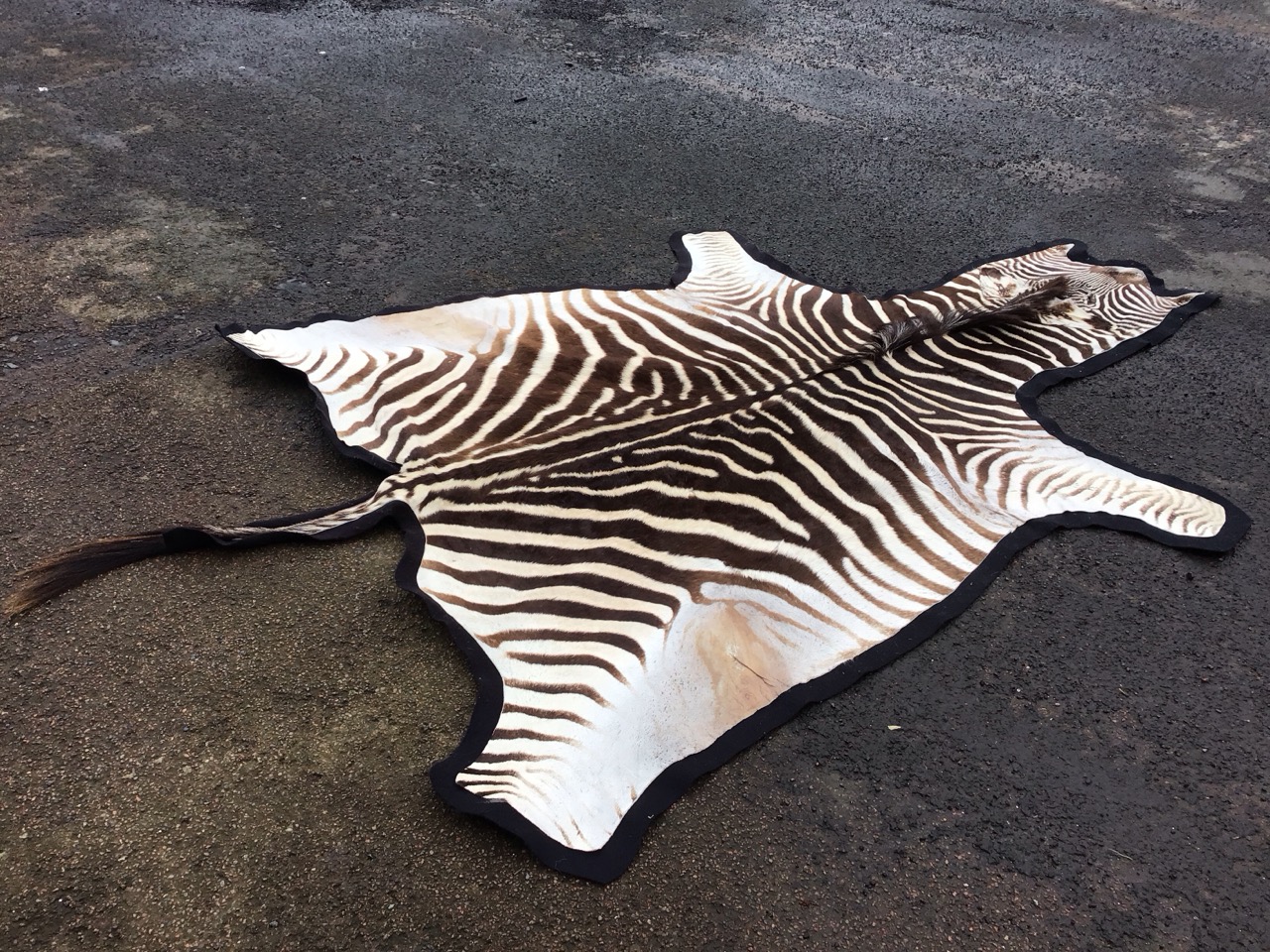 A felt lined zebra skin rug, with head and long tail. (62.5in x 102in) - Image 3 of 3