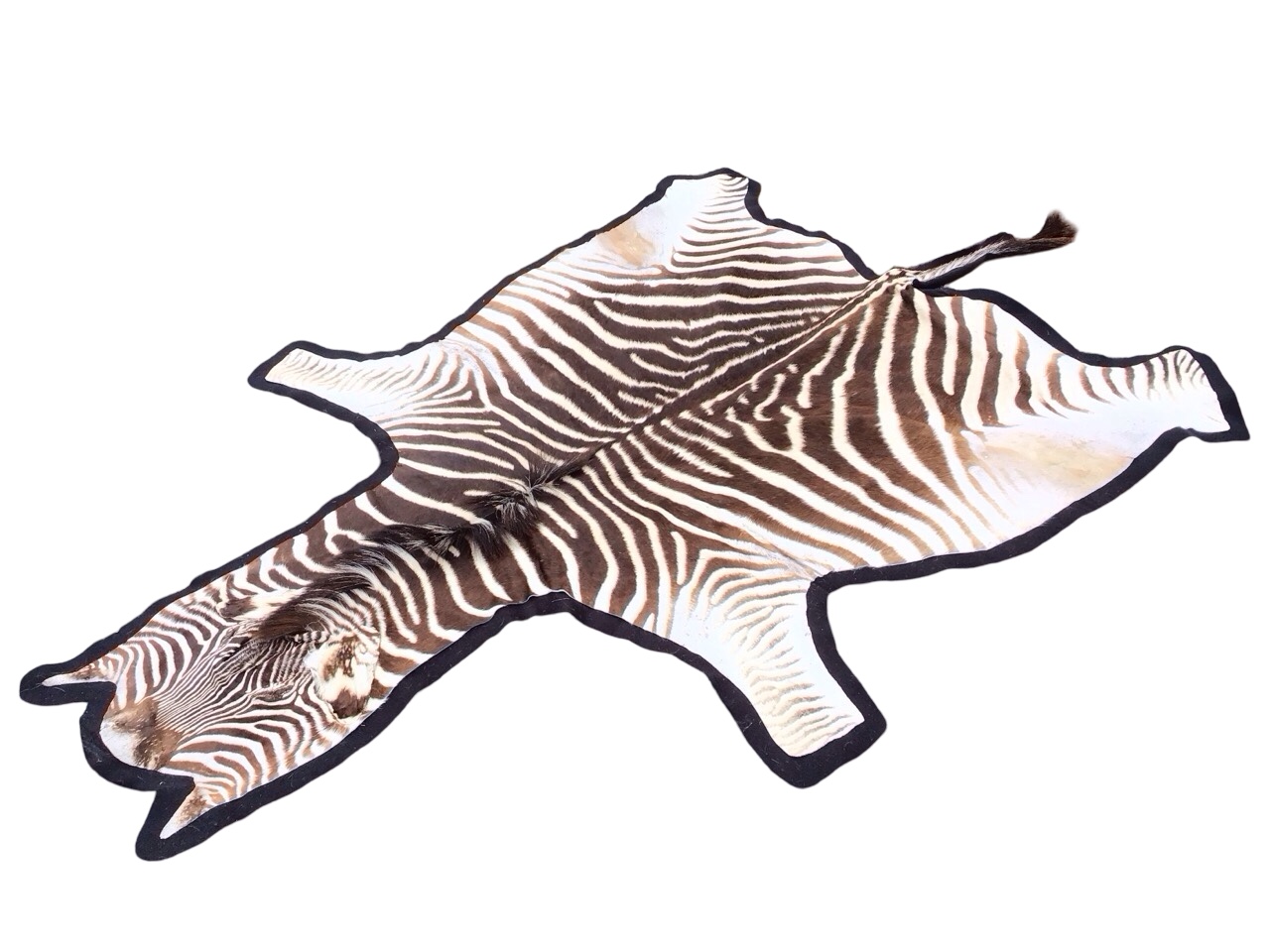 A felt lined zebra skin rug, with head and long tail. (62.5in x 102in)