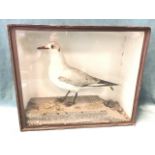 An Edwardian taxidermied tern on a sandy base in a rectangular glazed case. (17in x 6in x 14.25in)