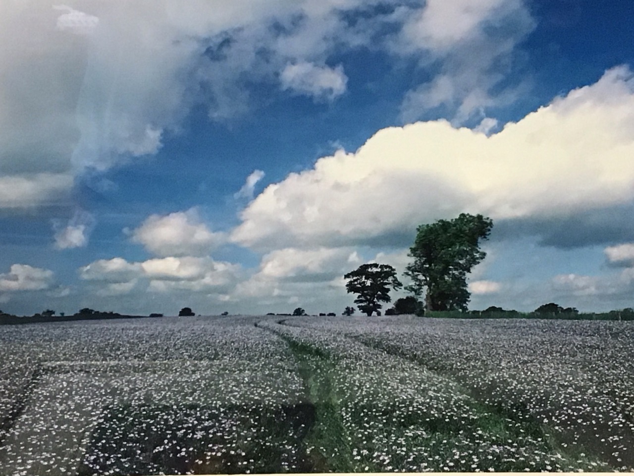 John Williamson, photographic prints - summer landscape with flax field and trees, and sunlit - Image 2 of 3