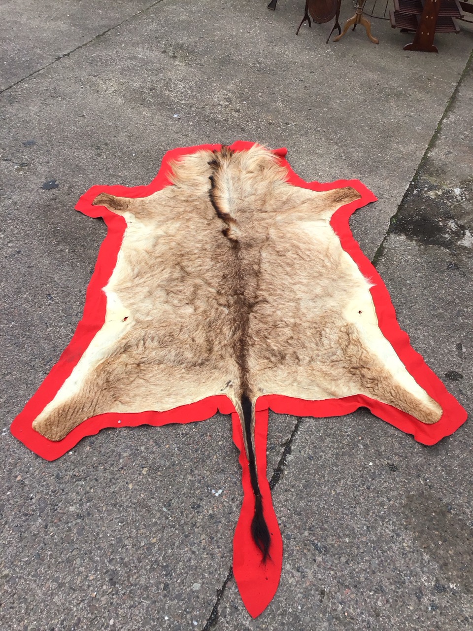 An animal skin rug on red baize ground. (59in x 96in) - Image 2 of 3