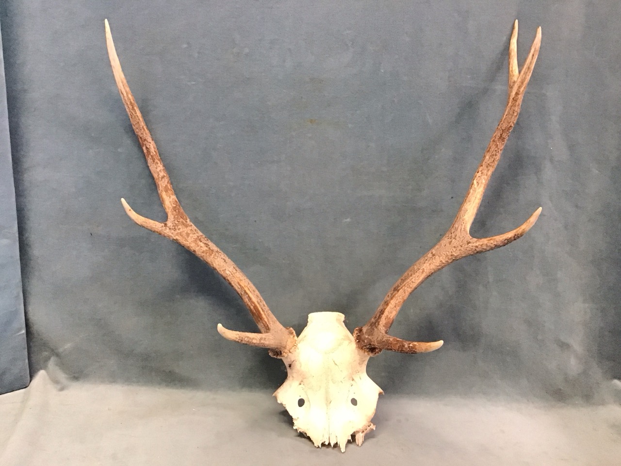 A set of 8-point stag antlers with pierced skull. (20in x 23in)