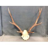 A set of 8-point stag antlers with pierced skull. (20in x 23in)