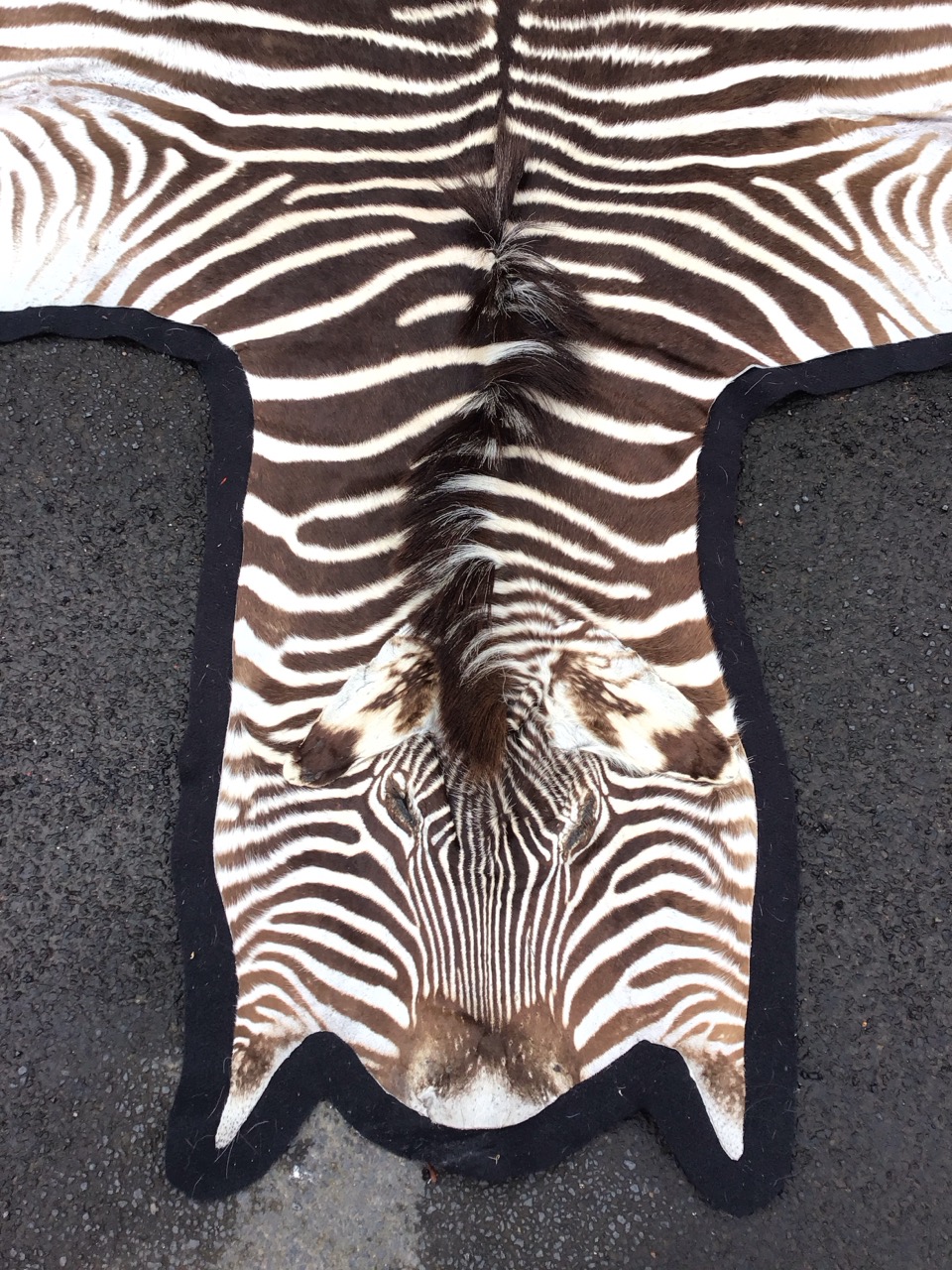 A felt lined zebra skin rug, with head and long tail. (62.5in x 102in) - Image 2 of 3
