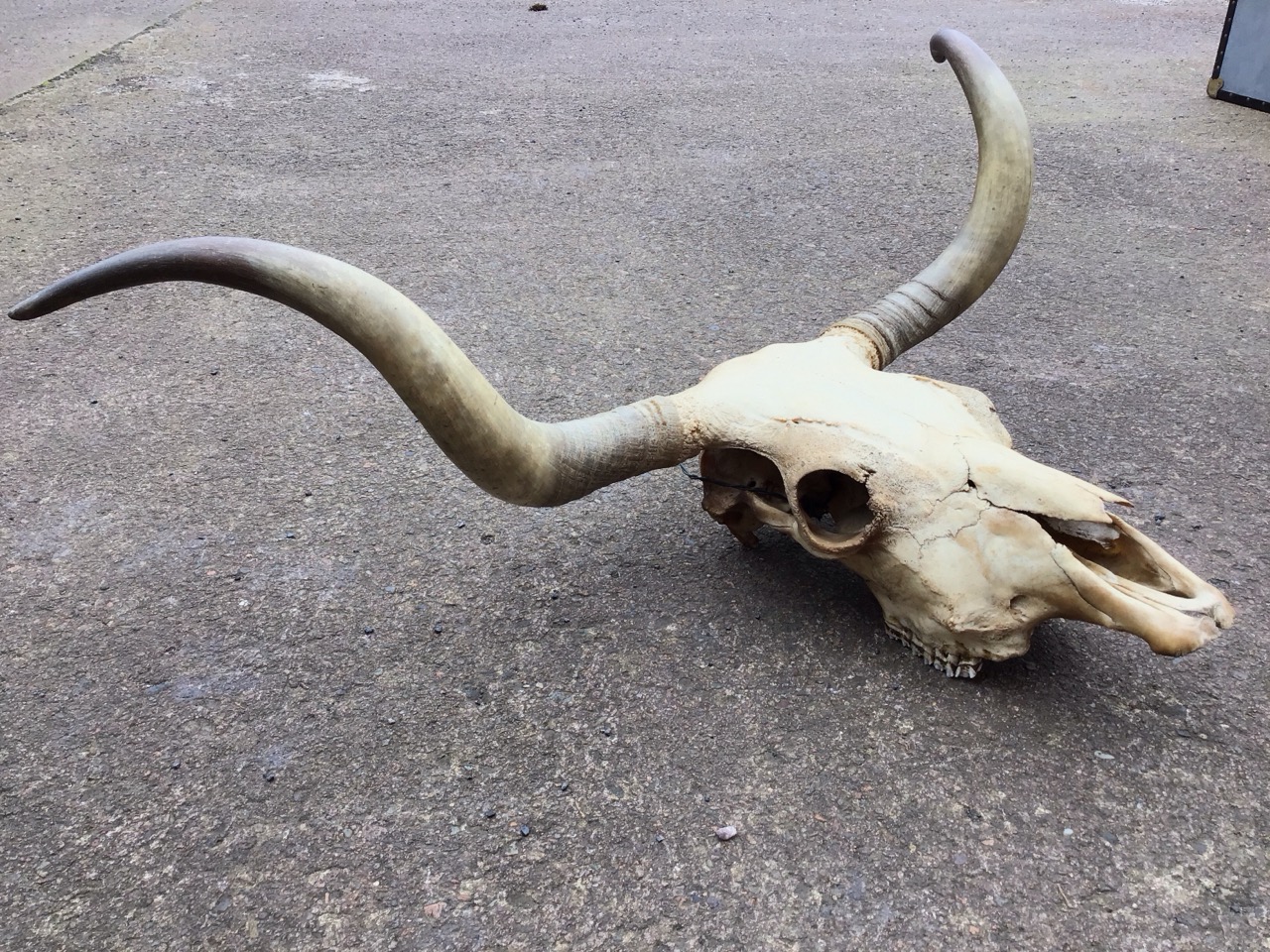 A large wall hanging bulls skull with curled horns. (42in x 25.5in) - Image 2 of 3