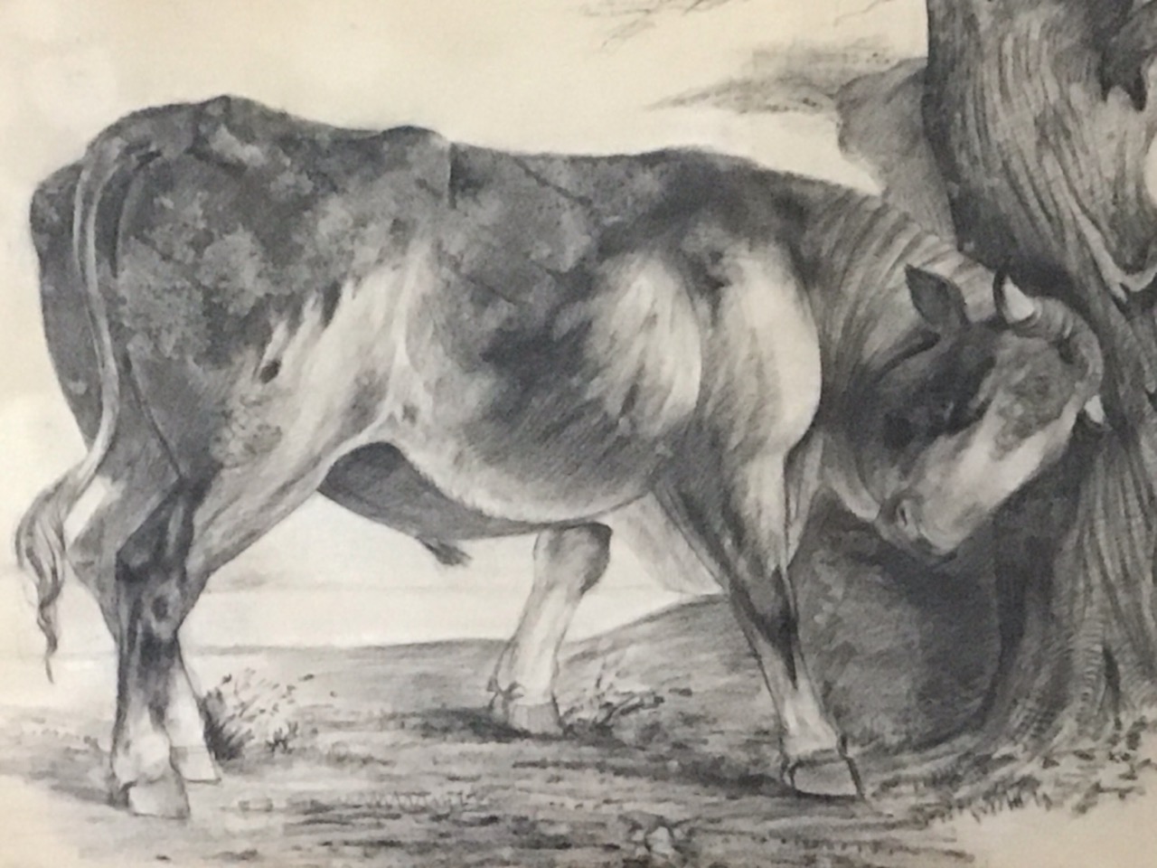 H Cotes, charcoal and chalk, Victorian study of a bull scratching against a gnarled tree, signed, - Image 2 of 3