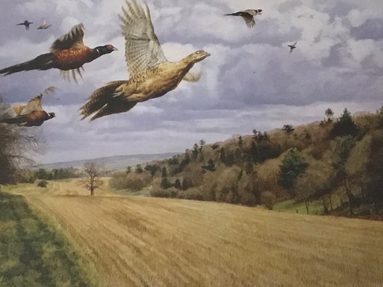 Andrew Ellis, coloured print, pheasants in flight over stubble field, titled Charlies firs drive, - Image 2 of 3