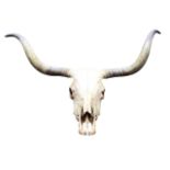 A large wall hanging bulls skull with curled horns. (42in x 25.5in)