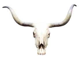 A large wall hanging bulls skull with curled horns. (42in x 25.5in)
