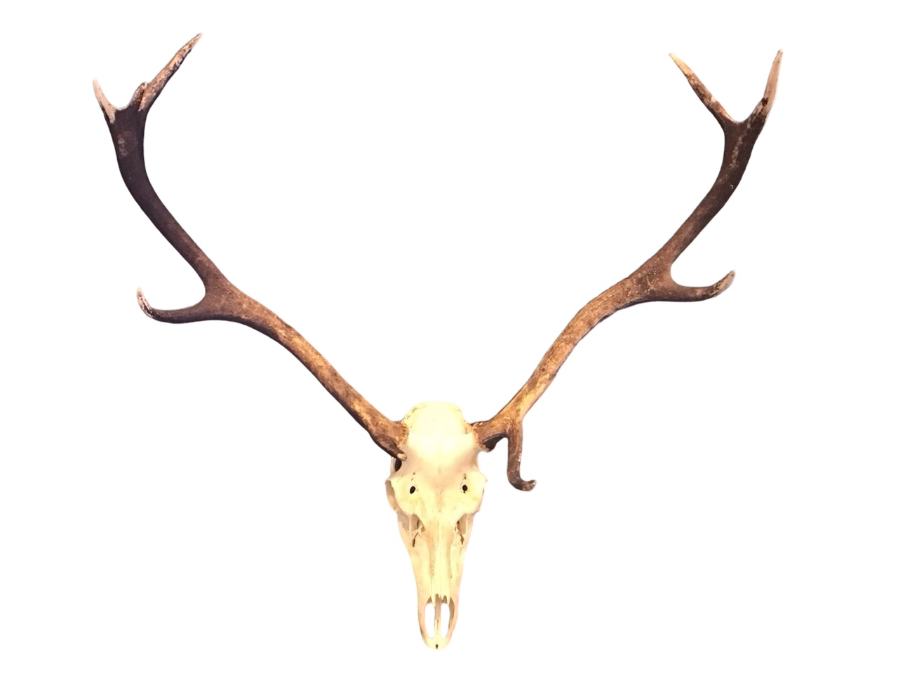A set of 9-point stag antlers with sliced skull. (32in x 34in)