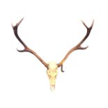A set of 9-point stag antlers with sliced skull. (32in x 34in)