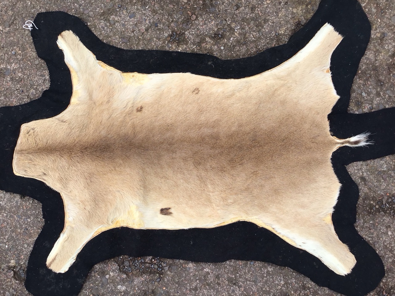 An animal skin rug on black baize ground. (31in x 47.5in) - Image 3 of 3