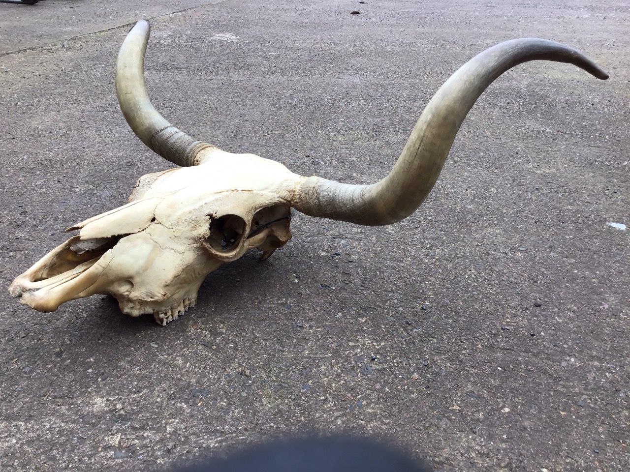 A large wall hanging bulls skull with curled horns. (42in x 25.5in) - Image 3 of 3