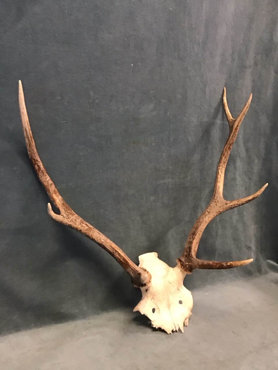 A set of 8-point stag antlers with pierced skull. (20in x 23in) - Image 3 of 3