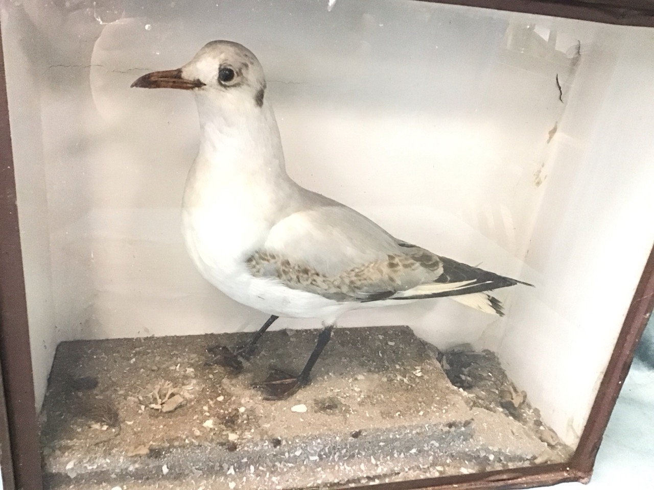An Edwardian taxidermied tern on a sandy base in a rectangular glazed case. (17in x 6in x 14.25in) - Image 3 of 3