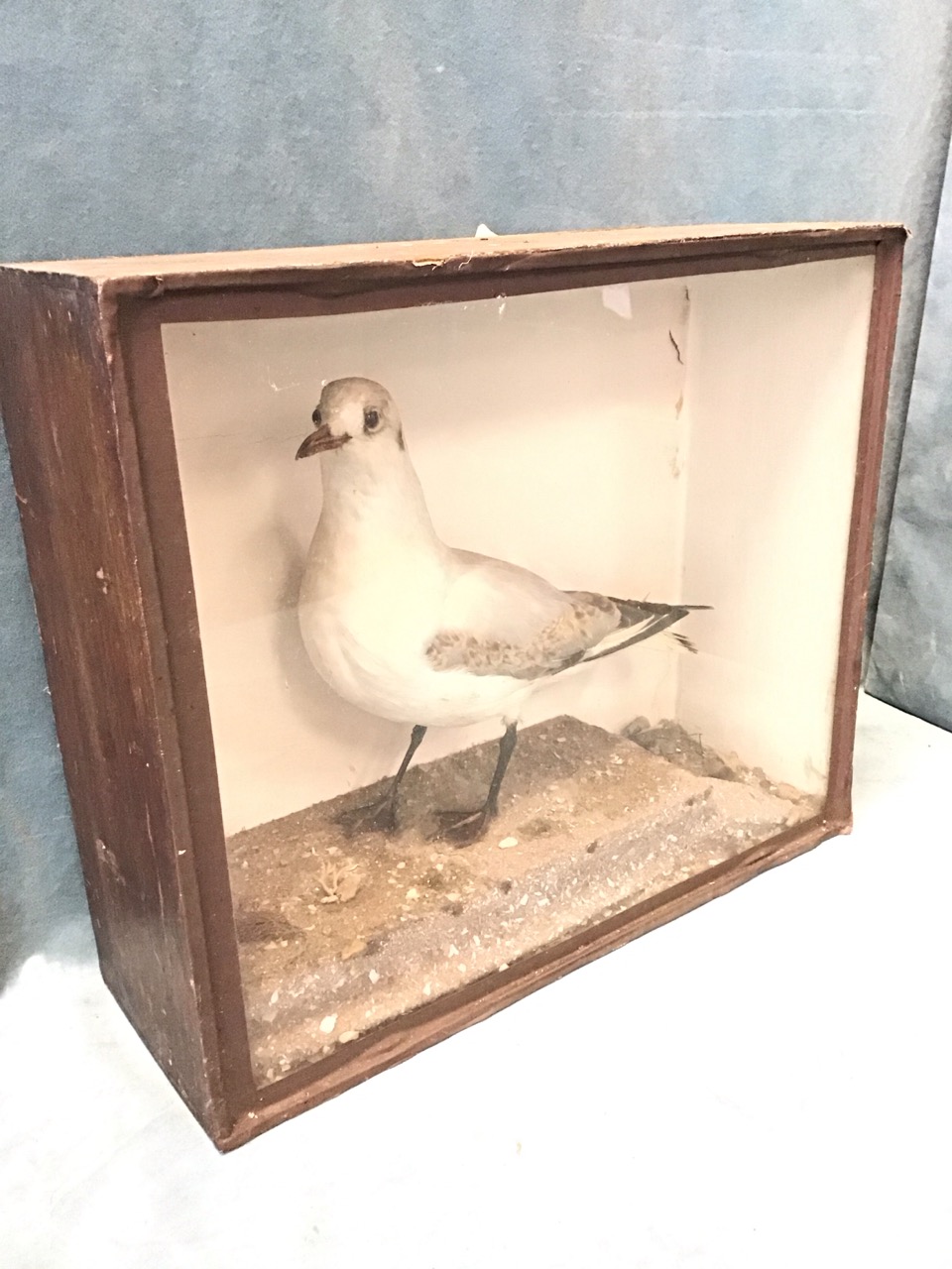 An Edwardian taxidermied tern on a sandy base in a rectangular glazed case. (17in x 6in x 14.25in) - Image 2 of 3