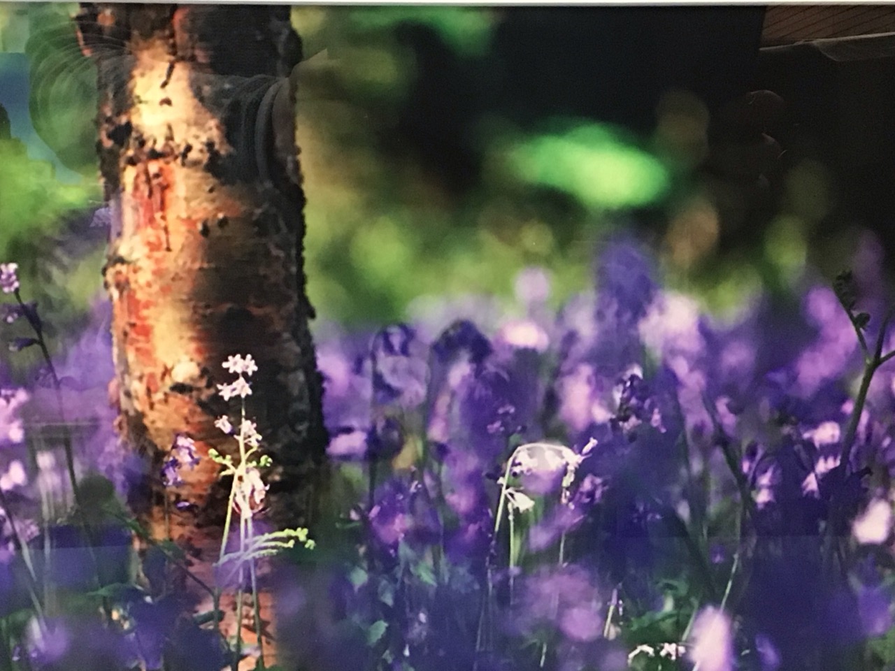 John Williamson, photographic prints - summer landscape with flax field and trees, and sunlit - Image 3 of 3