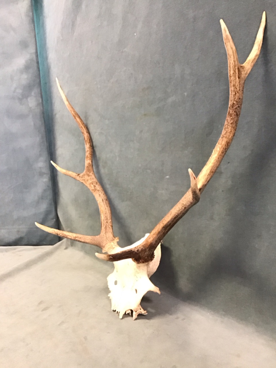 A set of 8-point stag antlers with pierced skull. (20in x 23in) - Image 2 of 3