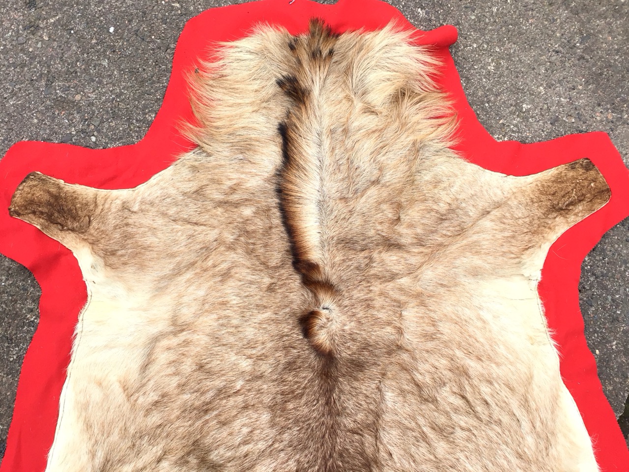 An animal skin rug on red baize ground. (59in x 96in) - Image 3 of 3