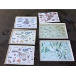 Anthont Morris, a set of four coloured prints - Fish Charts of the British Isles depicting fish,