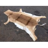 An impala skin rug with long tail. (40in x 63in)