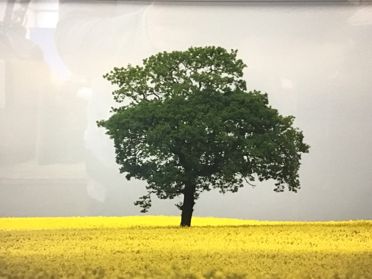 John Williamson, photographic prints - landscape with tree in a rape field and landscape with - Image 3 of 3