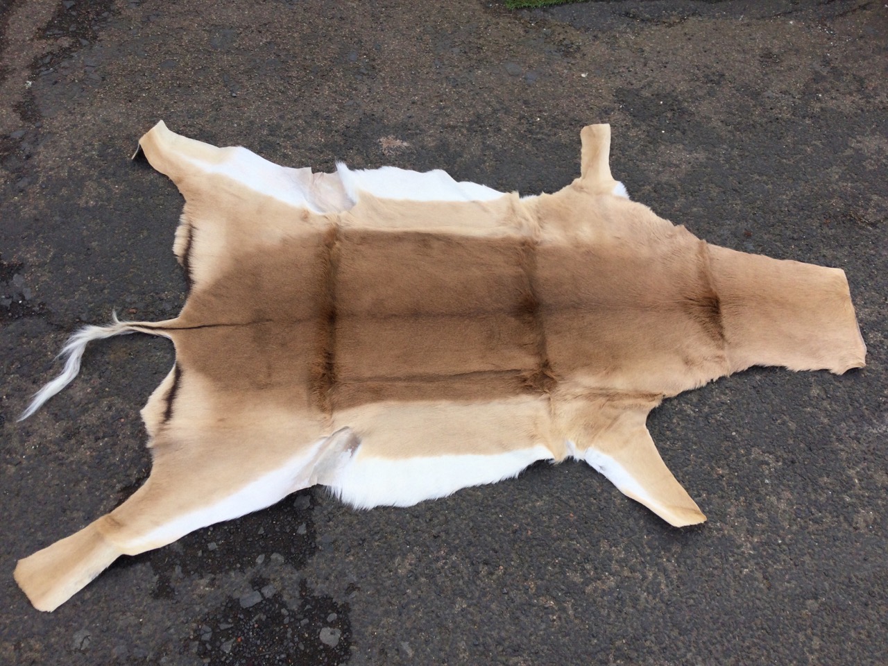 An impala skin rug with long tail. (40in x 63in) - Image 3 of 3