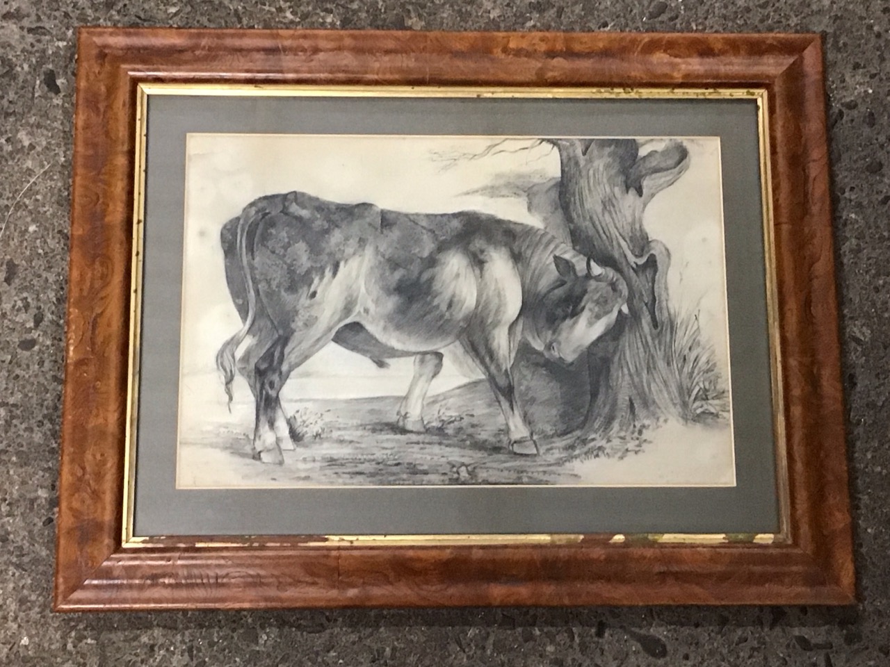 H Cotes, charcoal and chalk, Victorian study of a bull scratching against a gnarled tree, signed,