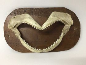 Shark jaw, mounted