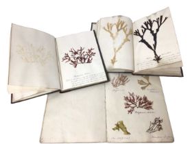 Pair of Victorian specimen albums of 'algae', hand inscribed, another titled to binding 'Sea Weeds f