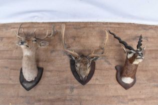 Three various taxidermy heads