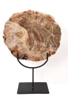 Specimen fossilised tree cross section