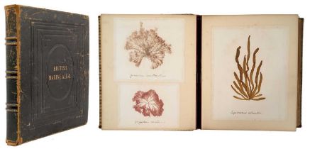 Large Victorian specimen album titled British Marine Algae, with titled specimens, 33 x 28cm