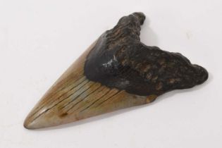 Good specimen Megaladon tooth