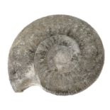 Good specimen ammonite, 20cm wide