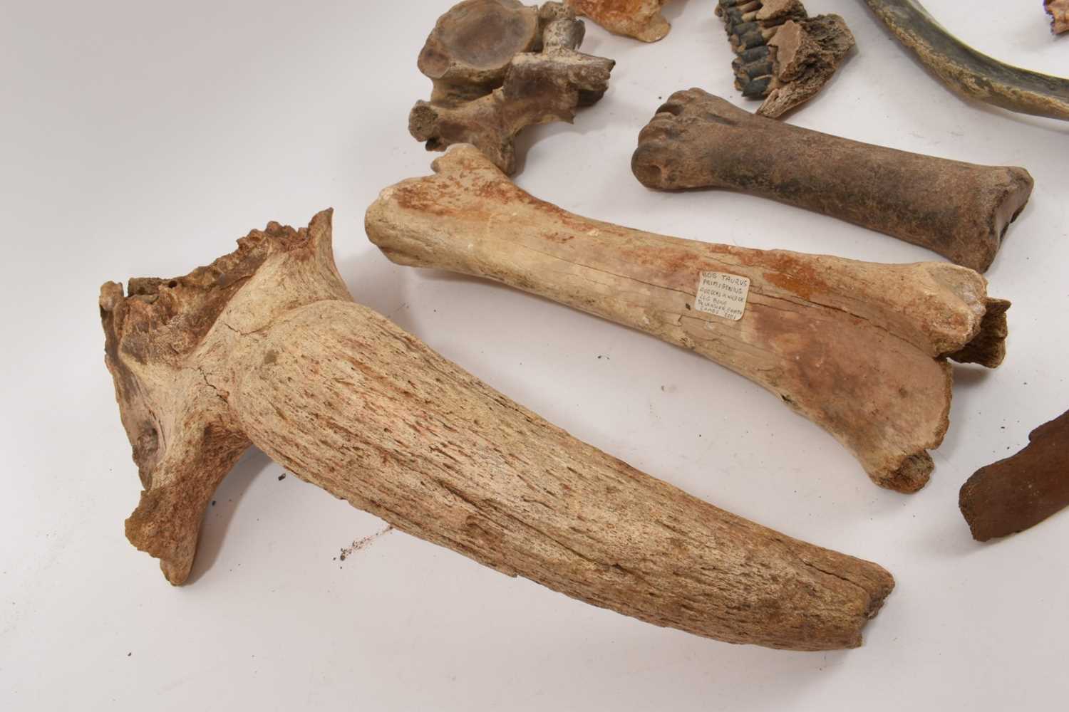 Ice age fossils, including cave bear jaw, others - Image 2 of 4