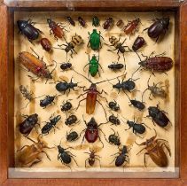 Glazed case of beetles