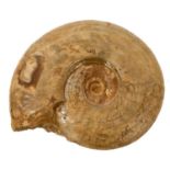 Good specimen ammonite, 20cm wide