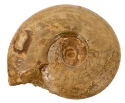 Good specimen ammonite, 20cm wide