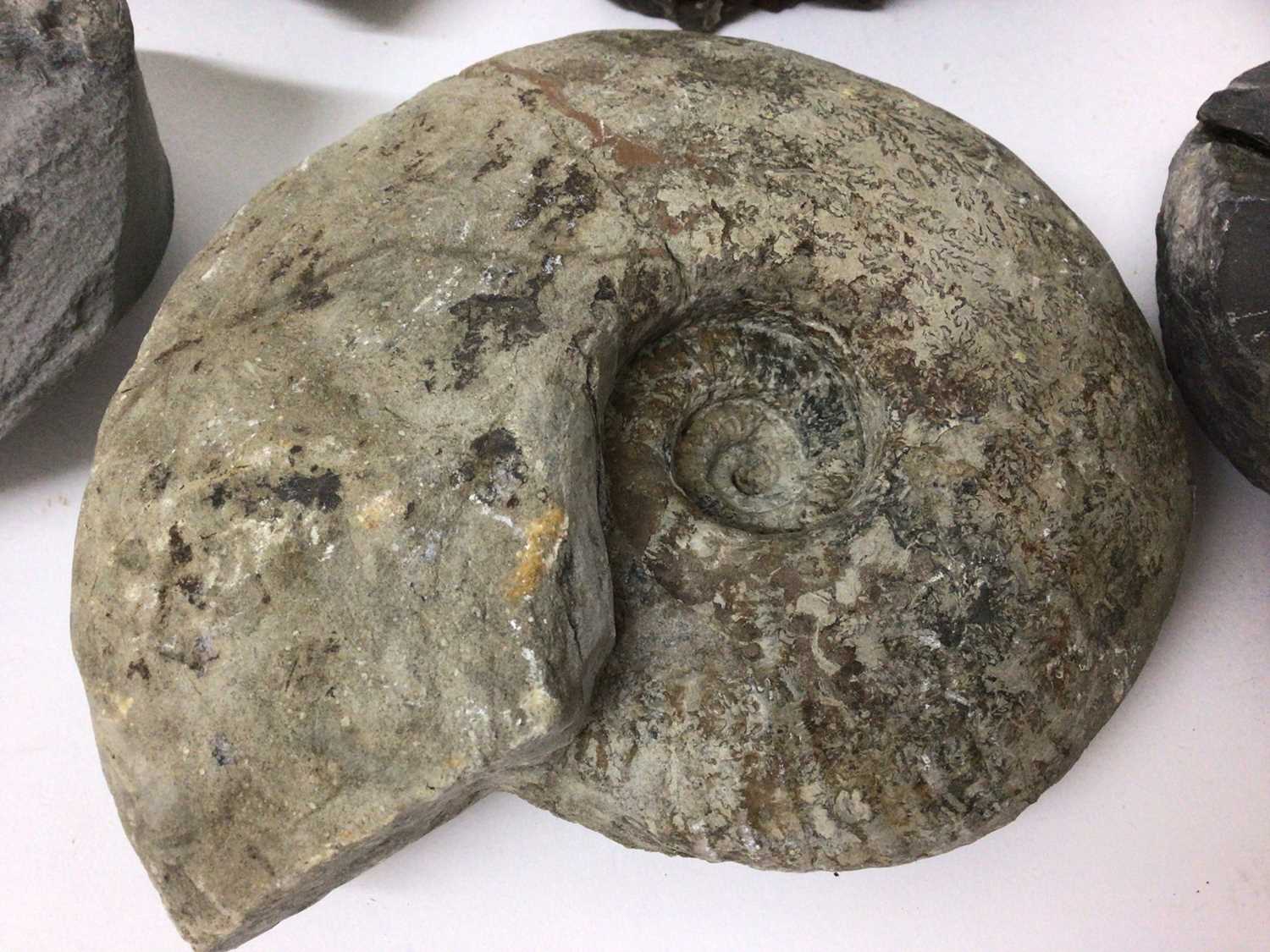 Group of specimen ammonites, the largest catalogued in pen, from Pinhay Bay, Dorset, 15.5cm wide - Image 4 of 7