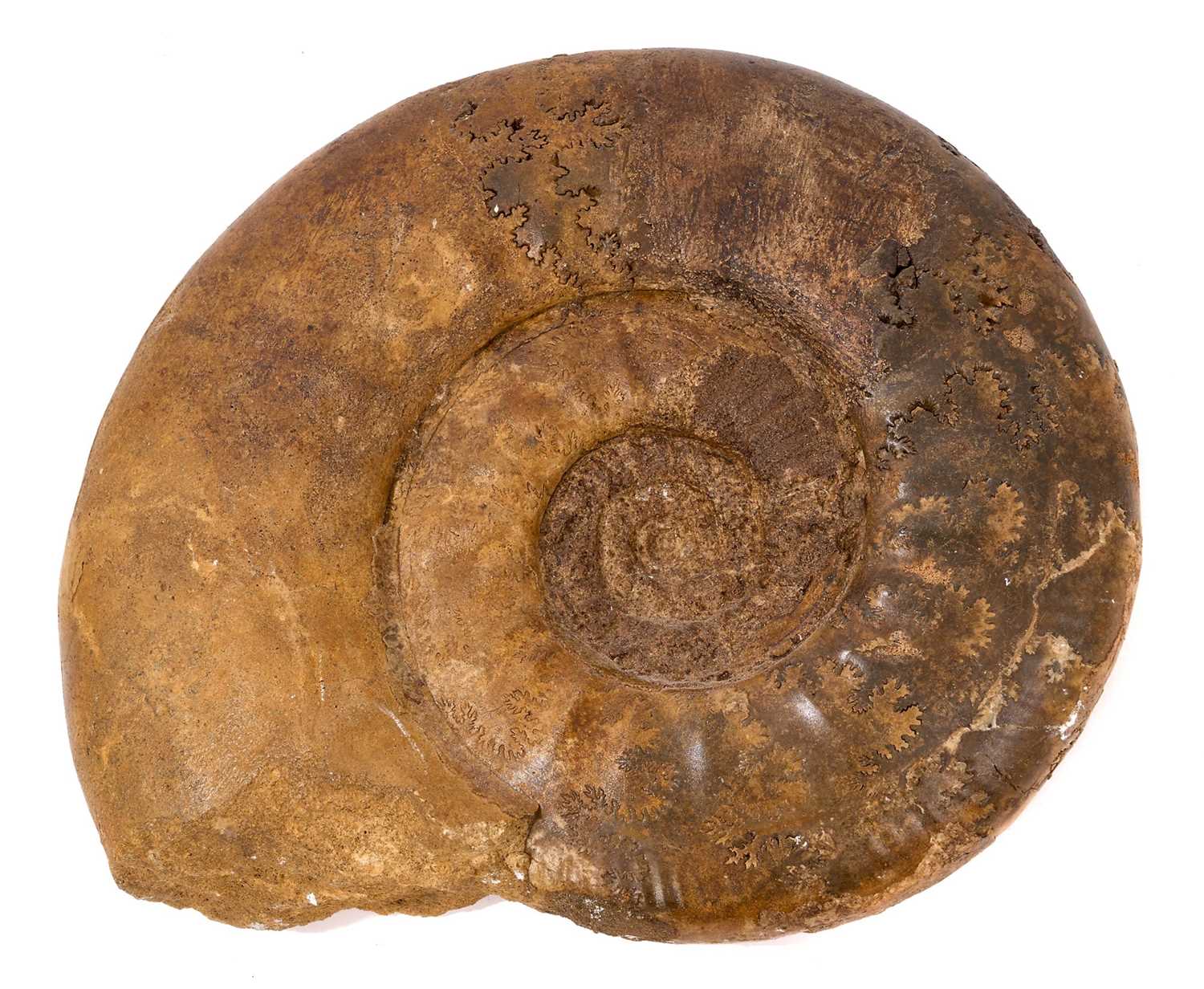 Good specimen ammonite - Propanulaites, collector's label