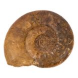 Good specimen ammonite - Propanulaites, collector's label