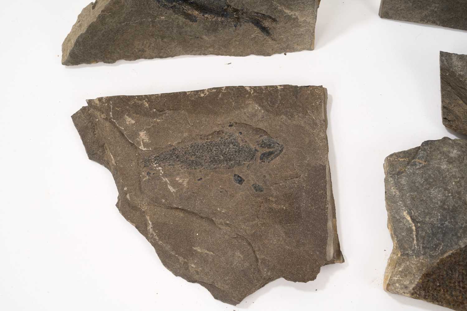 Good collection of fossil fish specimens in slate - Image 8 of 10