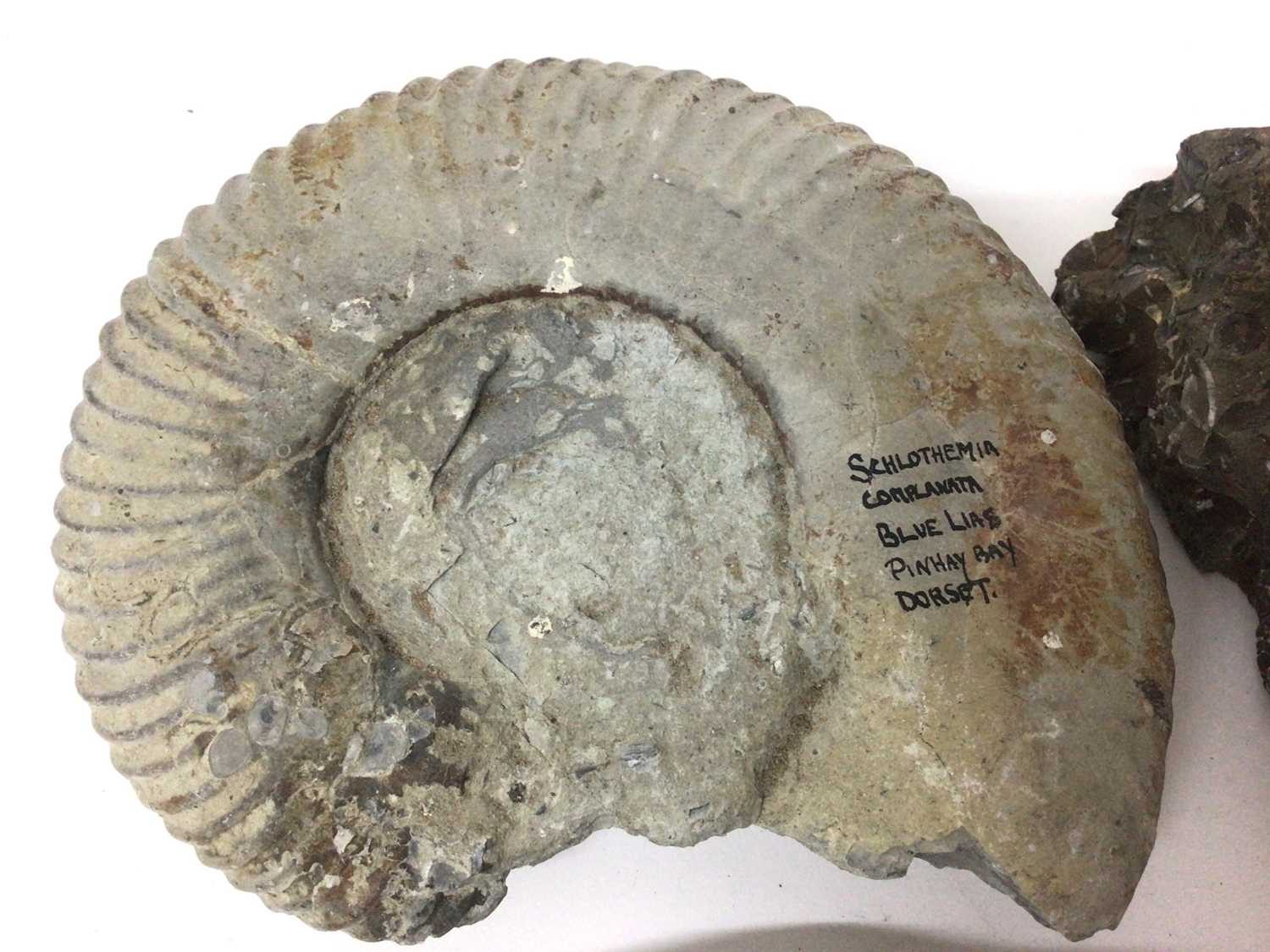 Group of specimen ammonites, the largest catalogued in pen, from Pinhay Bay, Dorset, 15.5cm wide - Image 2 of 7