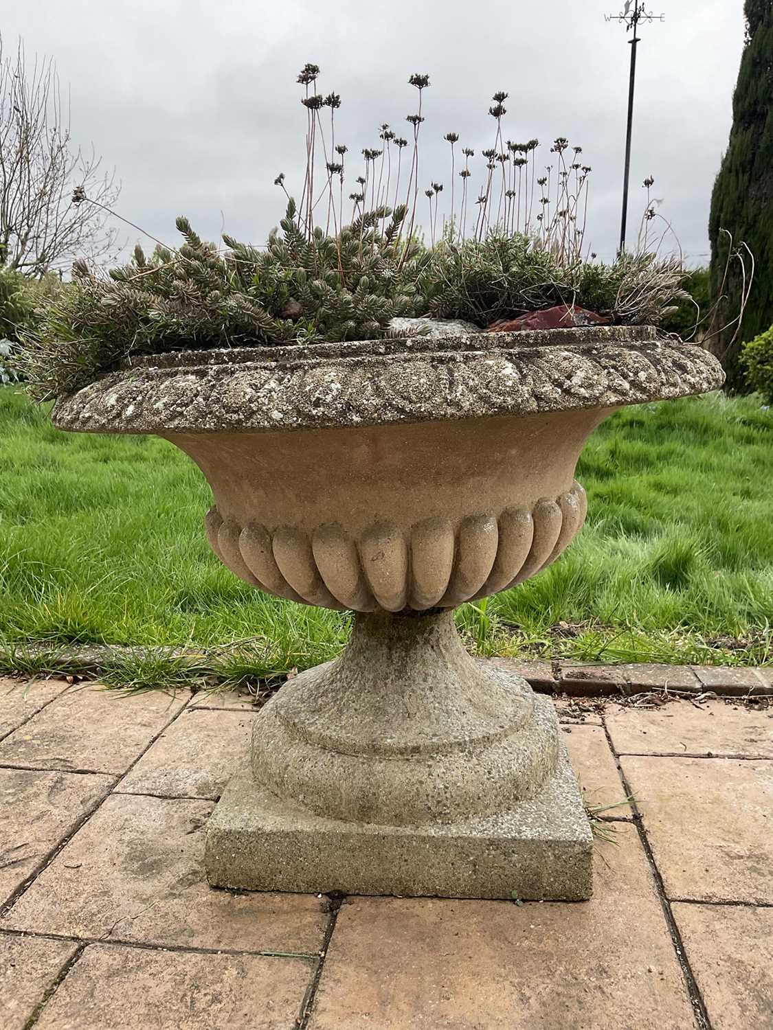 Pair of reconstituted stone garden urms of campagna form with egg and dart rim, reeded bowl on socle - Image 2 of 4